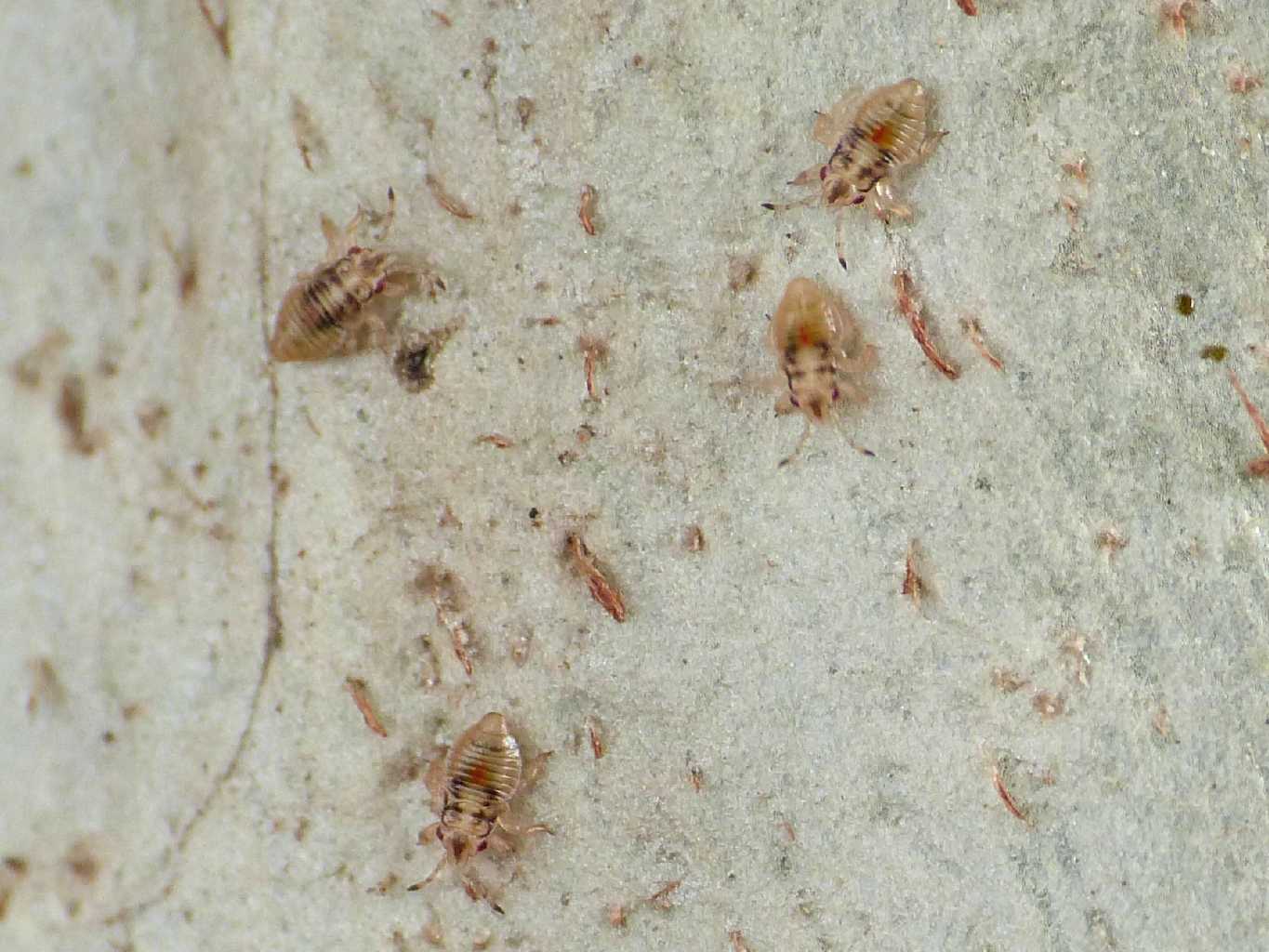 Invasione di Thaumastocoris peregrinus  a Ostia (RM)